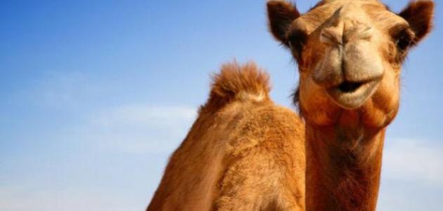 فوائد بول الإبل للكبد فوائد بول الإبل للكبد