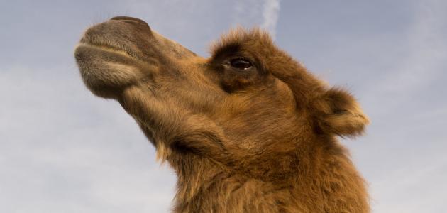 فوائد بول الجمل فوائد بول الجمل