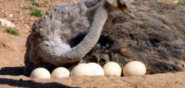 فوائد بيض النعام فوائد بيض النعام