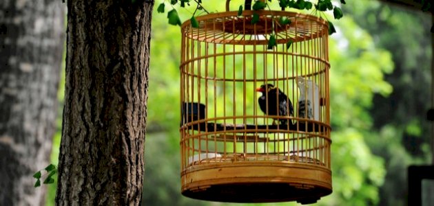 فوائد تربية الطيور فوائد تربية الطيور