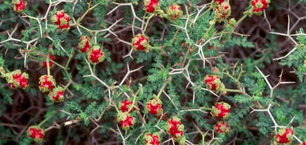 فوائد جذور عشبة العليق