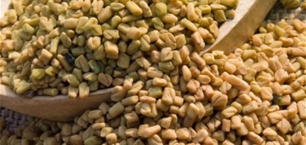 فوائد حبوب الحلبة للصدر فوائد حبوب الحلبة للصدر