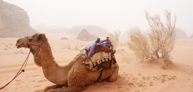 فوائد حليب الناقة للبشرة فوائد حليب الناقة للبشرة