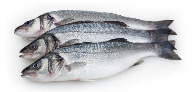 فوائد سمك القاروص فوائد سمك القاروص