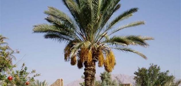 فوائد شجرة النخيل