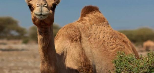 فوائد شحم سنام الجمل للشعر فوائد شحم سنام الجمل للشعر