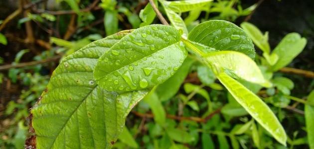 فوائد شرب ورق الحناء