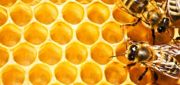 فوائد شمع العسل مع زيت الزيتون