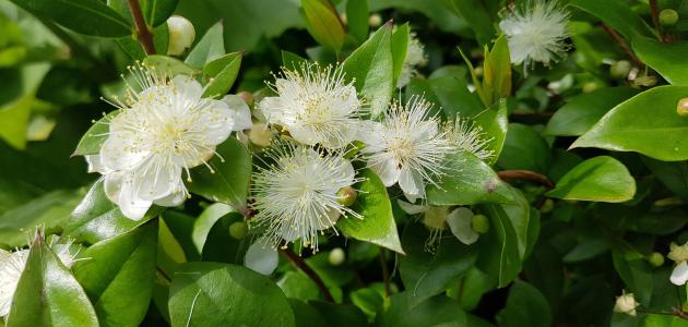 فوائد عشبة الآس وطريقة استخدامها فوائد عشبة الآس وطريقة استخدامها