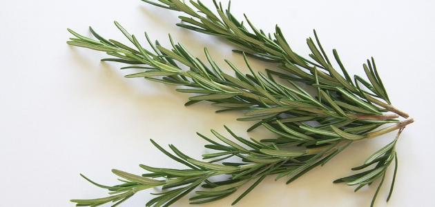 فوائد عشبة الأزير الصحية