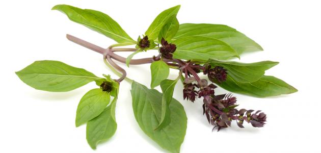 فوائد عشبة الريحان فوائد عشبة الريحان