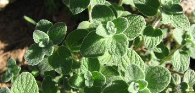 فوائد عشبة الزعيترة فوائد عشبة الزعيترة