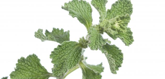 فوائد عشبة المريوت فوائد عشبة المريوت