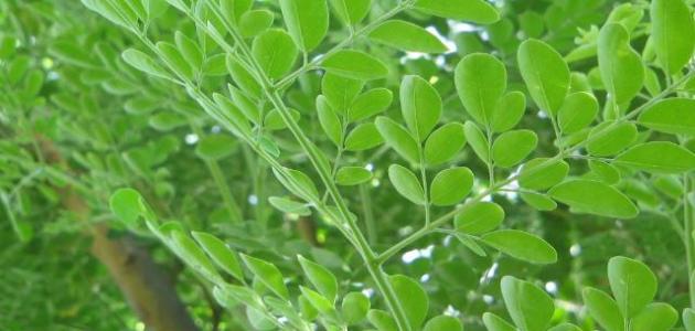 فوائد عشبة المورينجا للتخسيس فوائد عشبة المورينجا للتخسيس