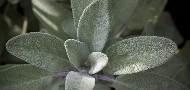 فوائد عشبة الميرمية