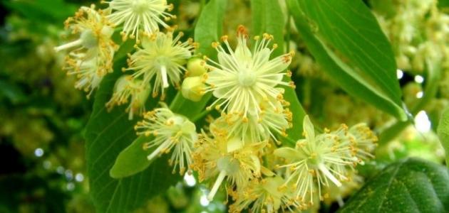 فوائد عشبة تيليو