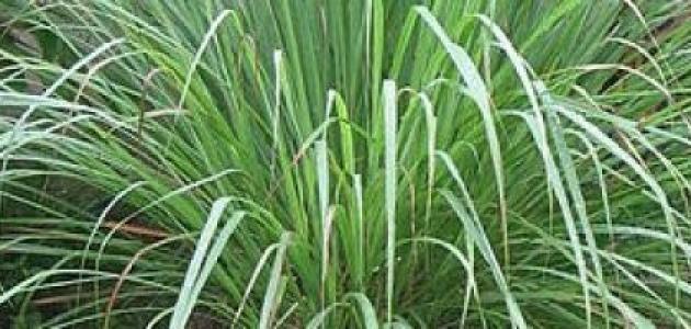 فوائد عشبة حلفا بر