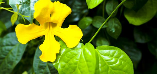 فوائد عشبة مخلب القط فوائد عشبة مخلب القط