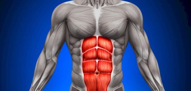 فوائد عضلات البطن