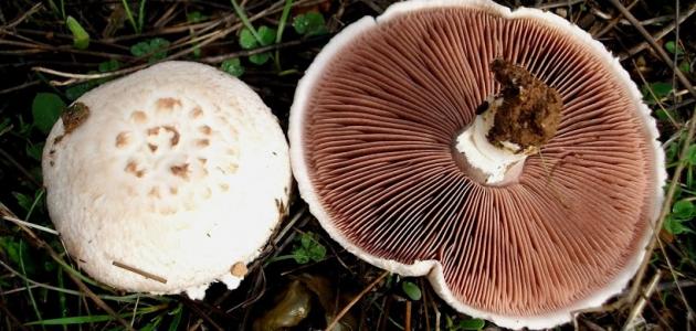 فوائد فطر عيش الغراب فوائد فطر عيش الغراب