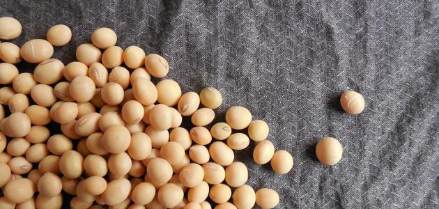 فوائد فول الصويا للبشرة فوائد فول الصويا للبشرة