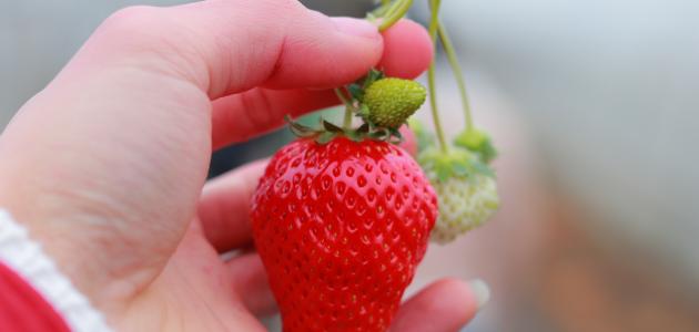 فوائد ماسكات الفراولة للبشرة