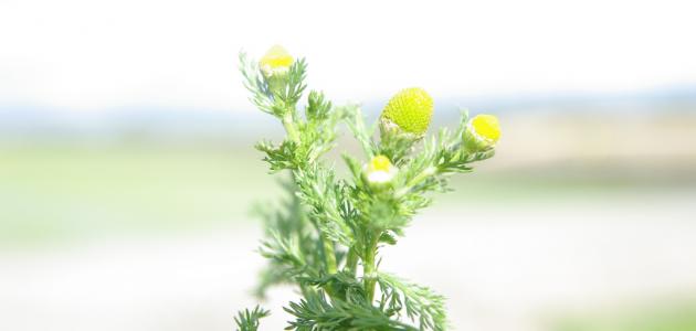 فوائد مغلي البابونج للبشرة فوائد مغلي البابونج للبشرة