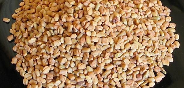 فوائد مغلي الحلبة للبشرة فوائد مغلي الحلبة للبشرة