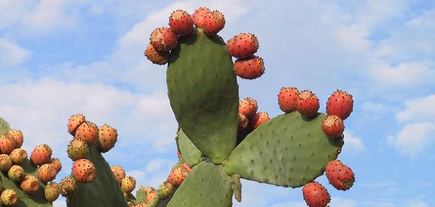 فوائد نبات الصبار فوائد نبات الصبار