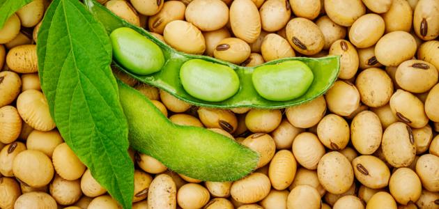 فوائد وأضرار فول الصويا فوائد وأضرار فول الصويا