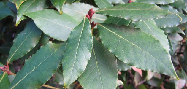 فوائد ورق الغار وأضراره فوائد ورق الغار وأضراره