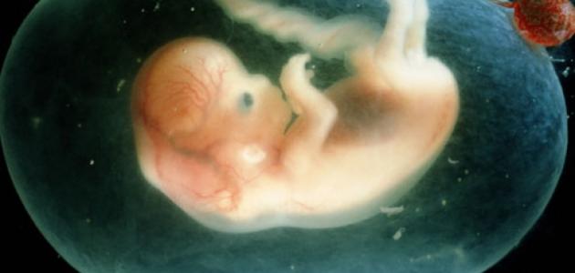 في أي أسبوع تنفخ الروح في الجنين في أي أسبوع تنفخ الروح في الجنين