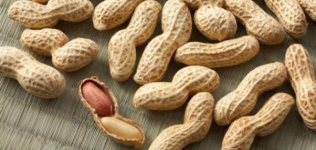 في أي دولة ظهر الفول السوداني في أي دولة ظهر الفول السوداني