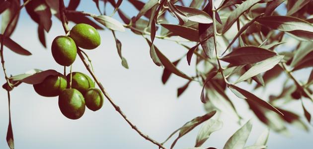 قصائد نزار قباني عن الوطن قصائد نزار قباني عن الوطن