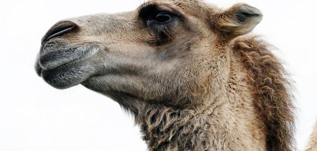 قصة صالح عليه السلام قصة صالح عليه السلام