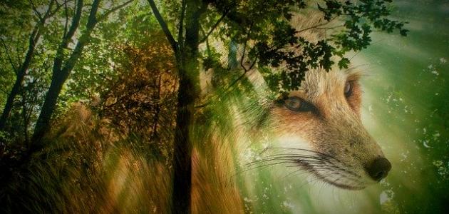 قصة يوسف عليه السلام