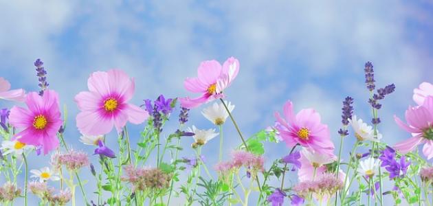 قصيدة عن الربيع قصيرة