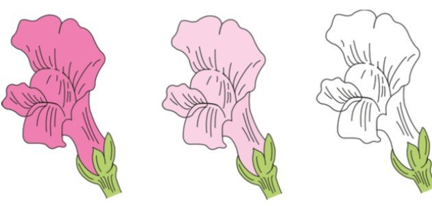 قوانين مندل في علم الوراثة قوانين مندل في علم الوراثة