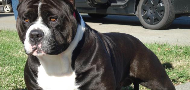 كلاب البيتبول كلاب البيتبول