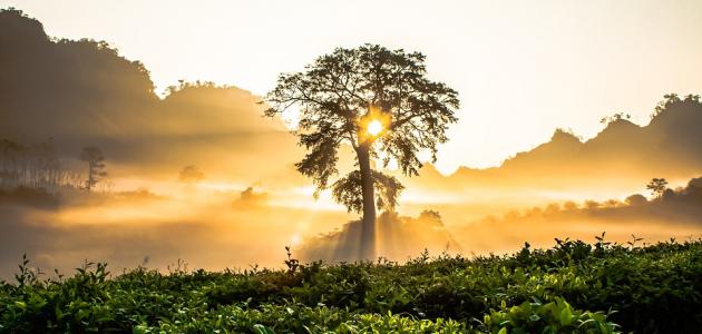 كلام جميل وقصير عن الصباح كلام جميل وقصير عن الصباح