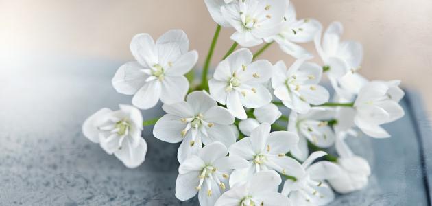 كلام عن التواضع كلام عن التواضع