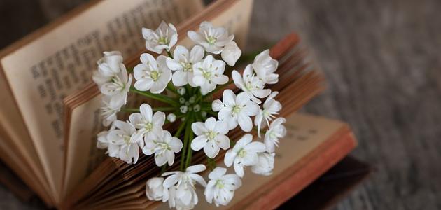 كلمات حنين واشتياق كلمات حنين واشتياق