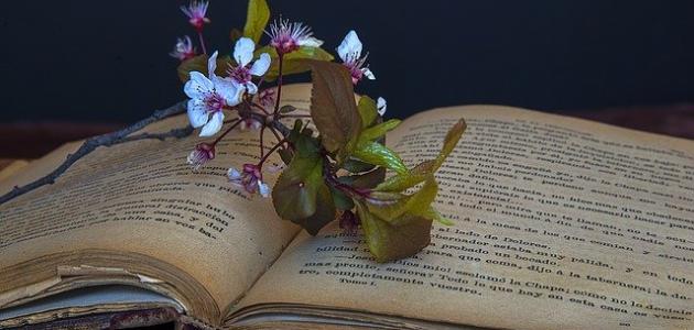 كلمات رقيقة عن الصداقة