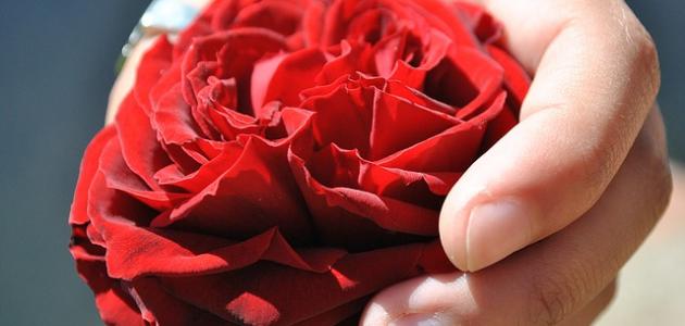 كلمات عن الإعجاب كلمات عن الإعجاب