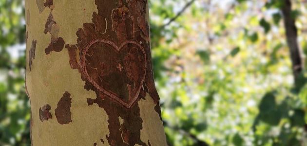 كلمات لها تأثير في القلب كلمات لها تأثير في القلب