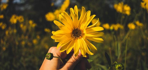 كل ما قيل عن الحياة كل ما قيل عن الحياة