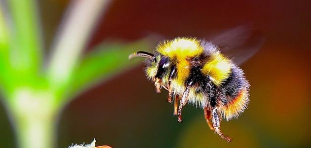 كم تعيش النحلة كم تعيش النحلة