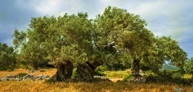 كم تعيش شجرة الزيتون