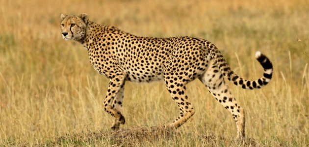 كم سرعة الفهد