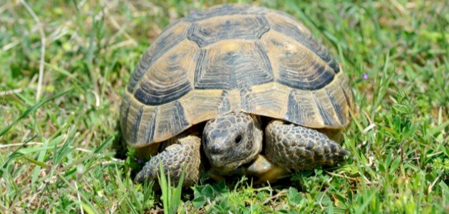 كم سن للسلحفاة كم سن للسلحفاة